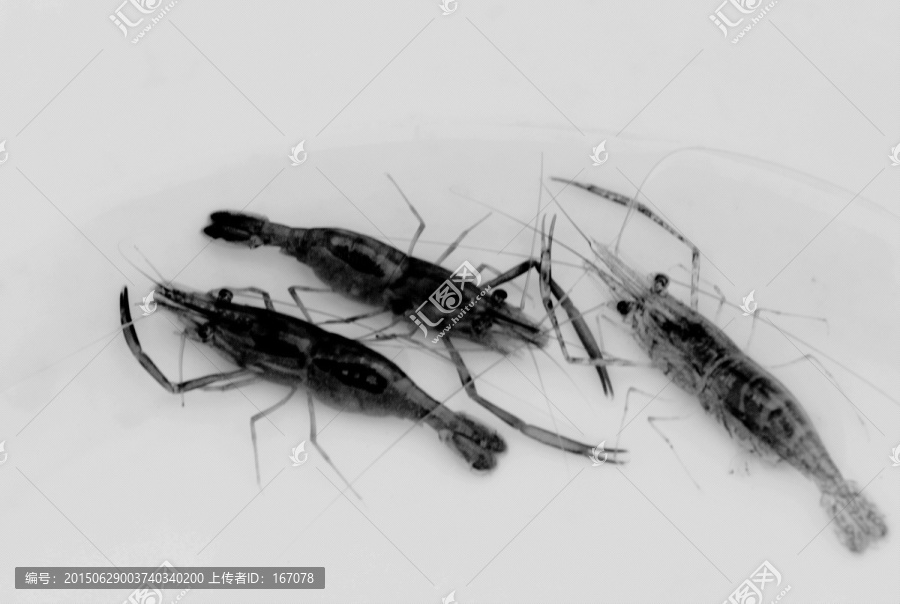 動物設(shè)計素材,魚蝦