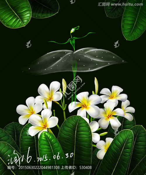 雞蛋花