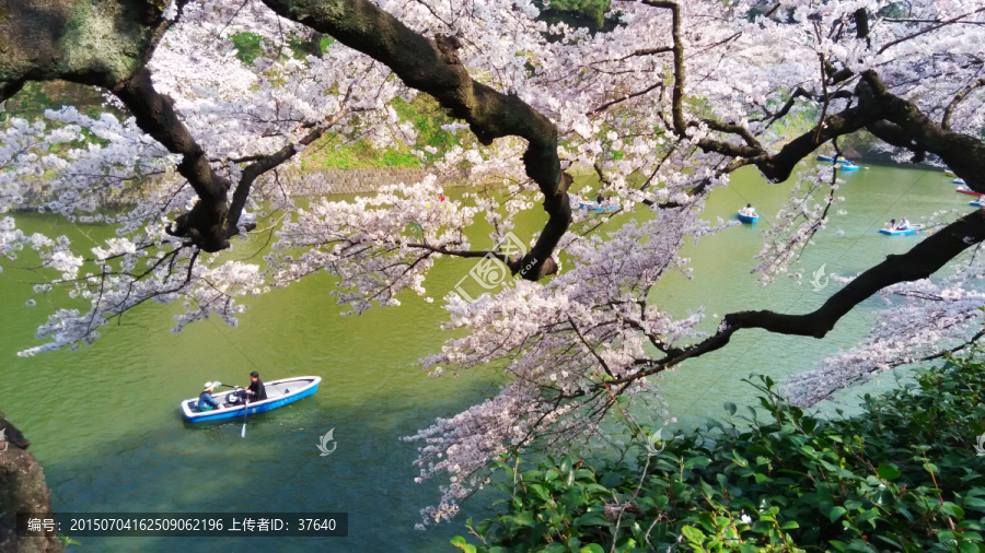 日本樱花