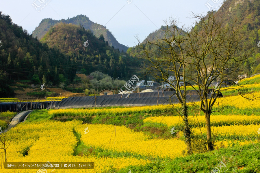 叙永县麻城乡新农村苗圃油菜花