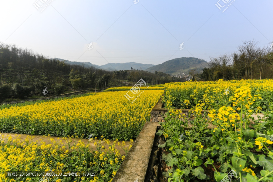 叙永落卜硐坪村坡改梯油菜花