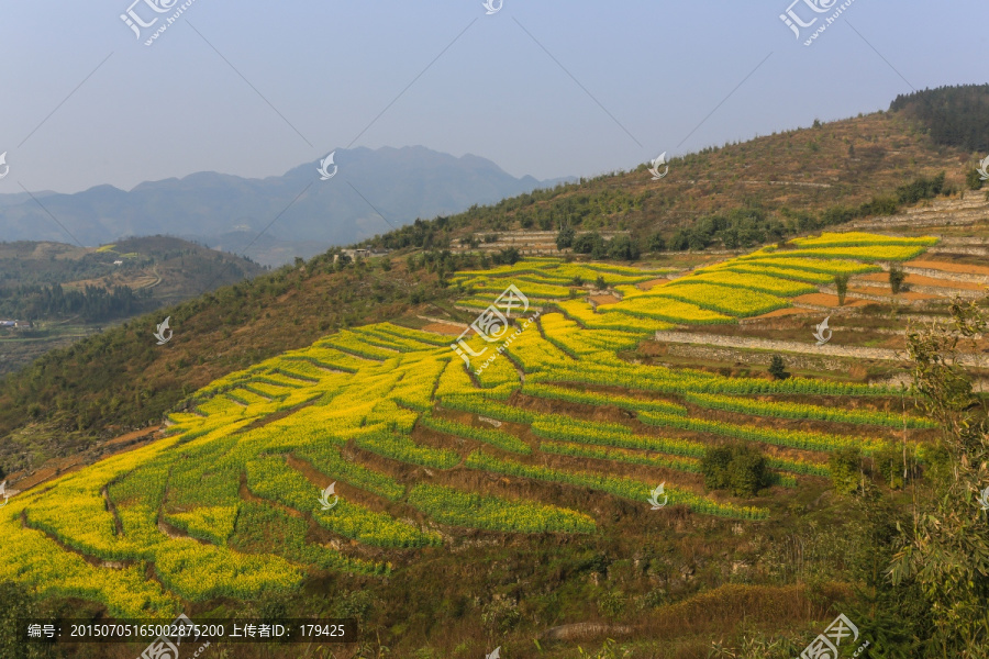 叙永落卜草坝村坡改梯油菜花