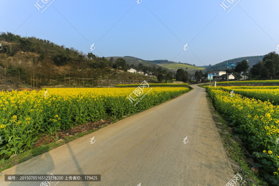 叙永落卜草坝村油菜花通村公路