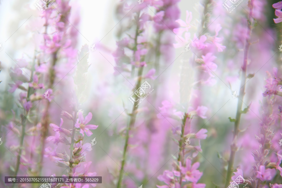 毛毛虫,花卉