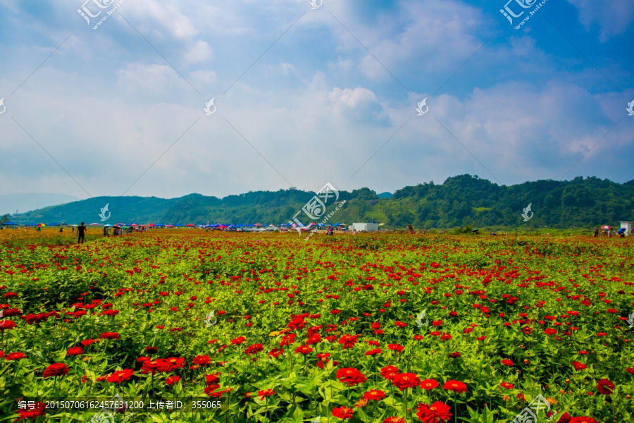 彭州花海