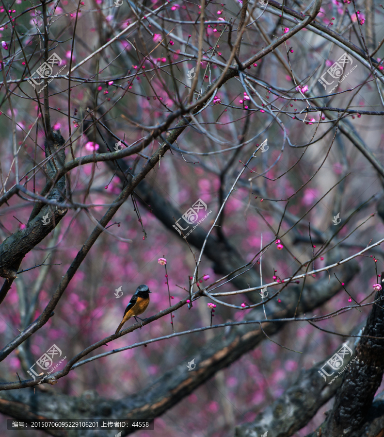 梅花