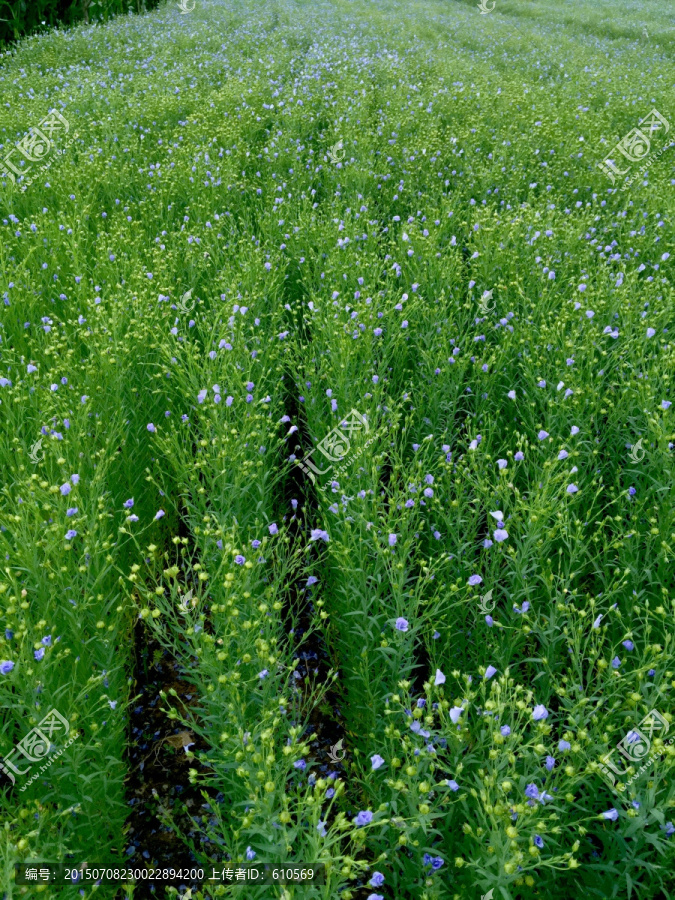 胡麻花