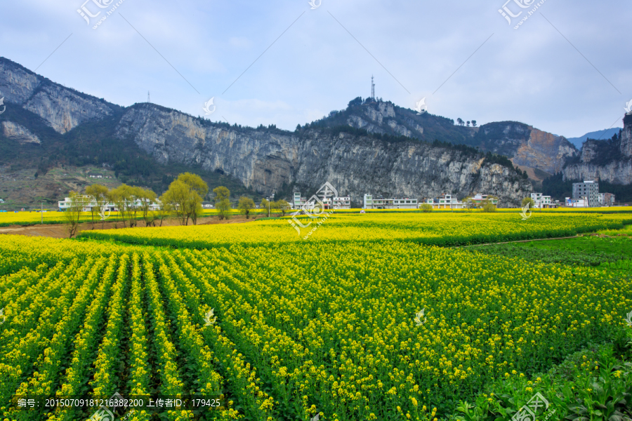 四川古蔺双沙万亩油菜花柳树