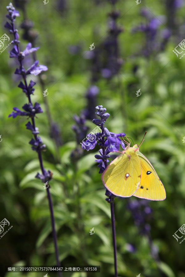 花蝴蝶和薰衣草