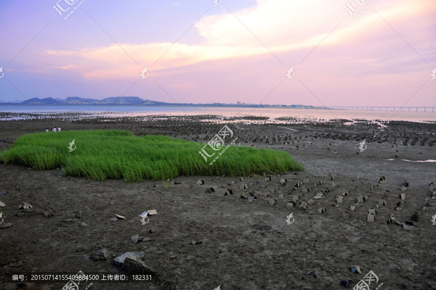 黄昏海边滩涂水草