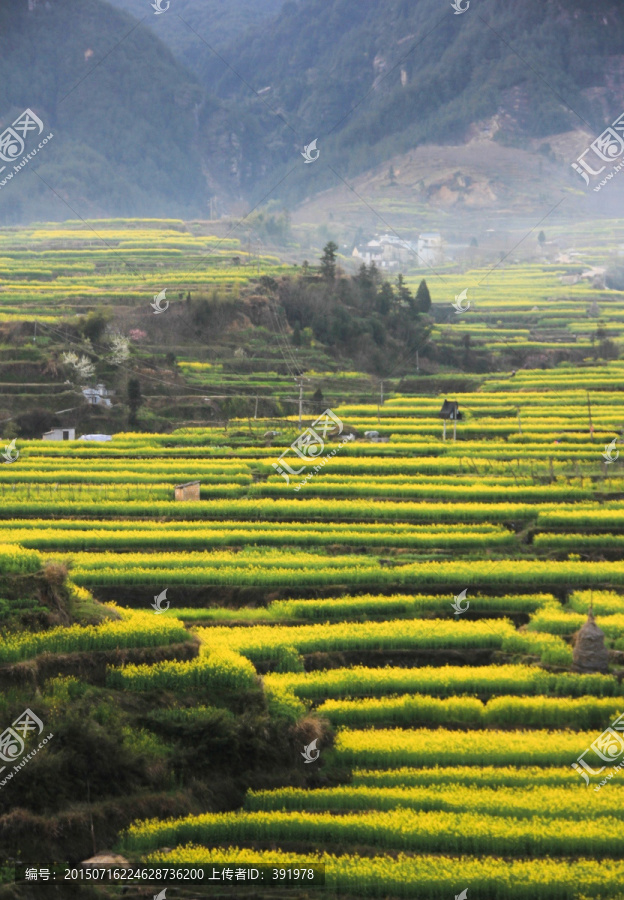 山坡上的油菜花