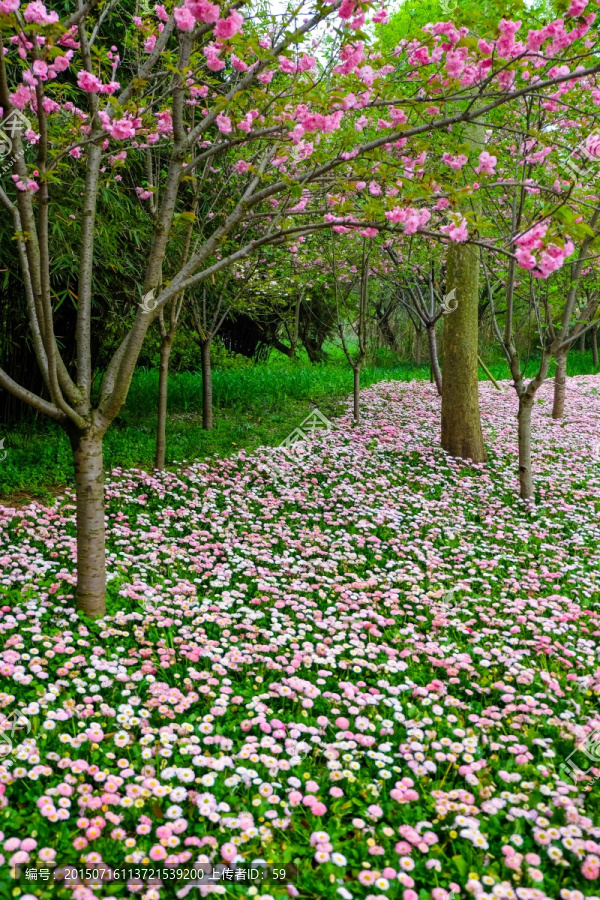 雏菊,桃花