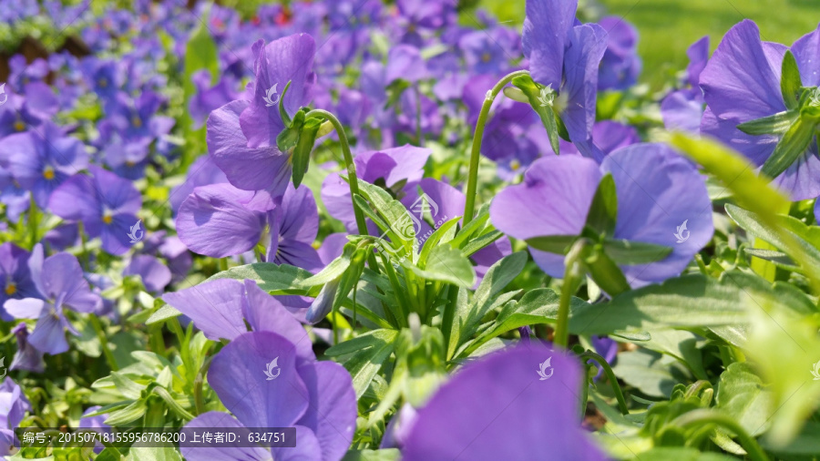 紫色的三色堇花丛
