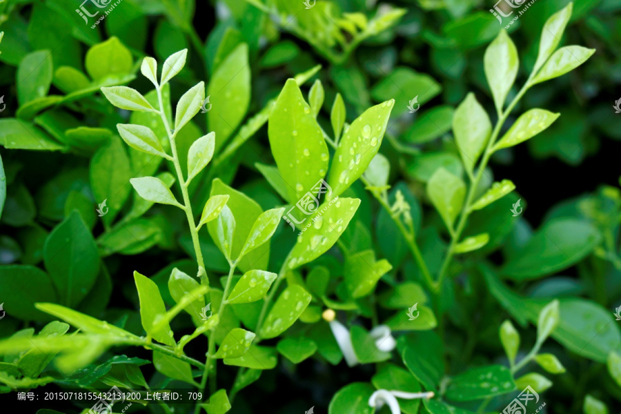 植物叶子