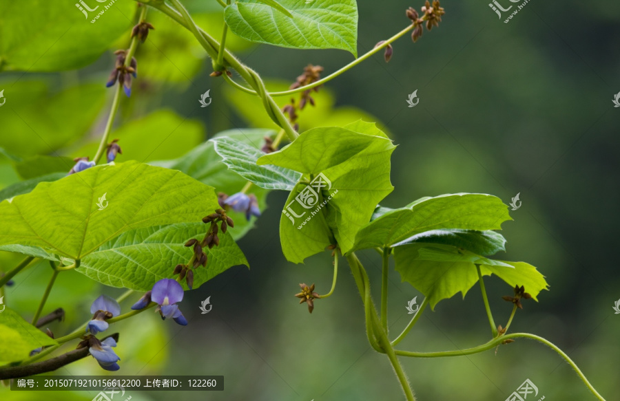 凉薯植株,地瓜植株