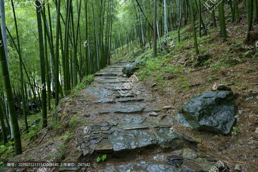 竹林小路