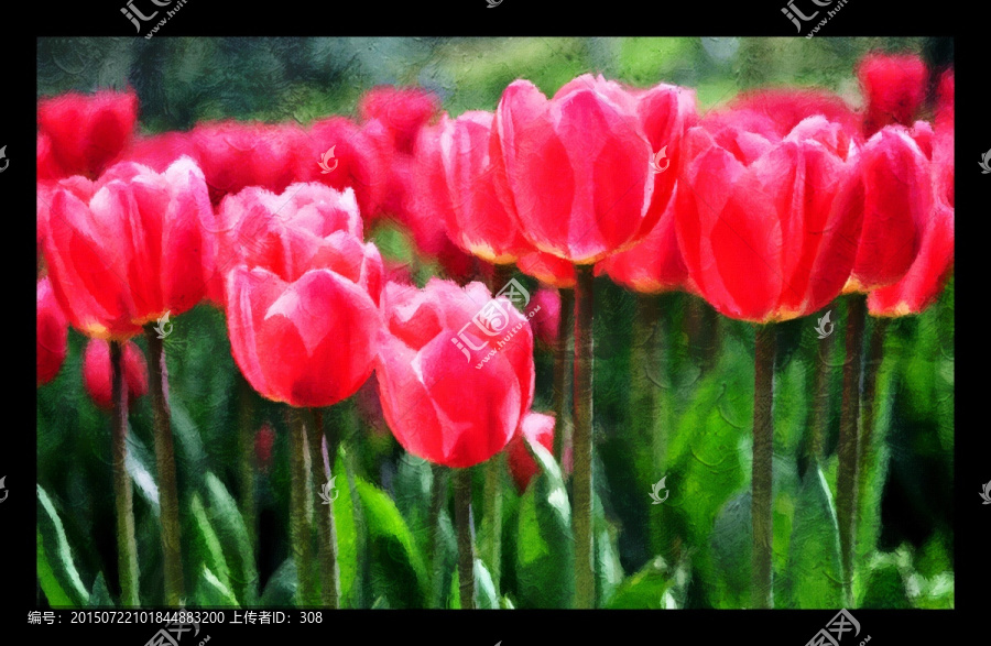郁金香花卉油畫（不分層）