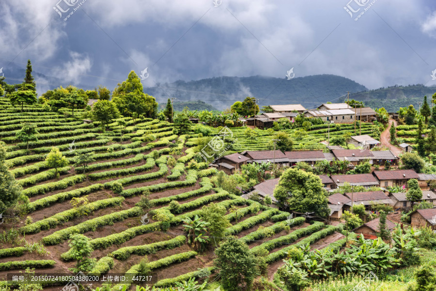 普洱茶园