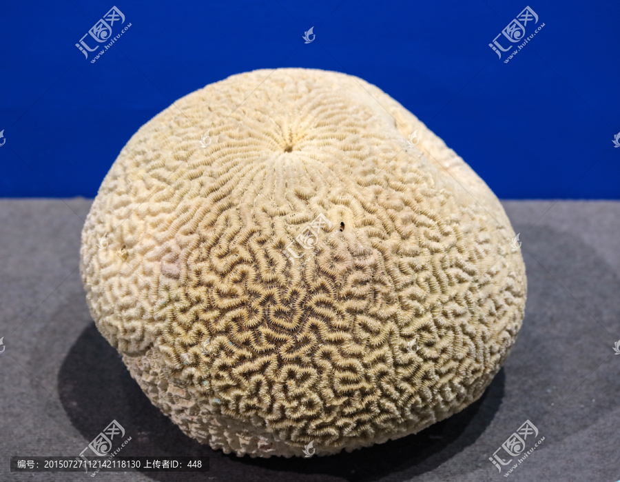 直纹合叶珊瑚,脑纹形珊瑚