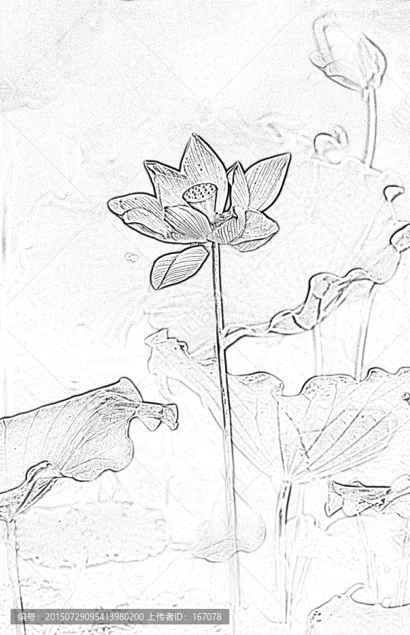 設(shè)計(jì)素材,荷花