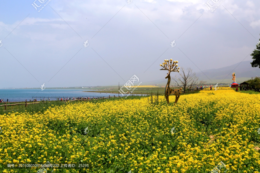 青海湖岸菜花黄