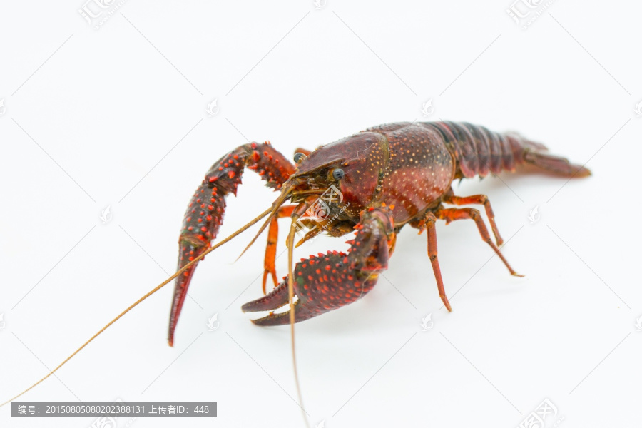 小龙虾,皮皮虾,红螯虾