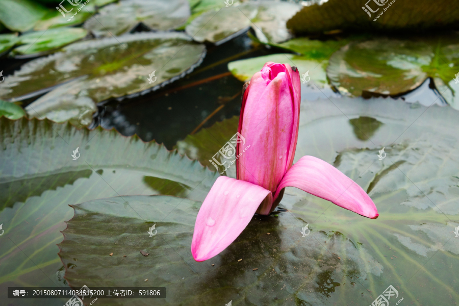 一朵红色莲花