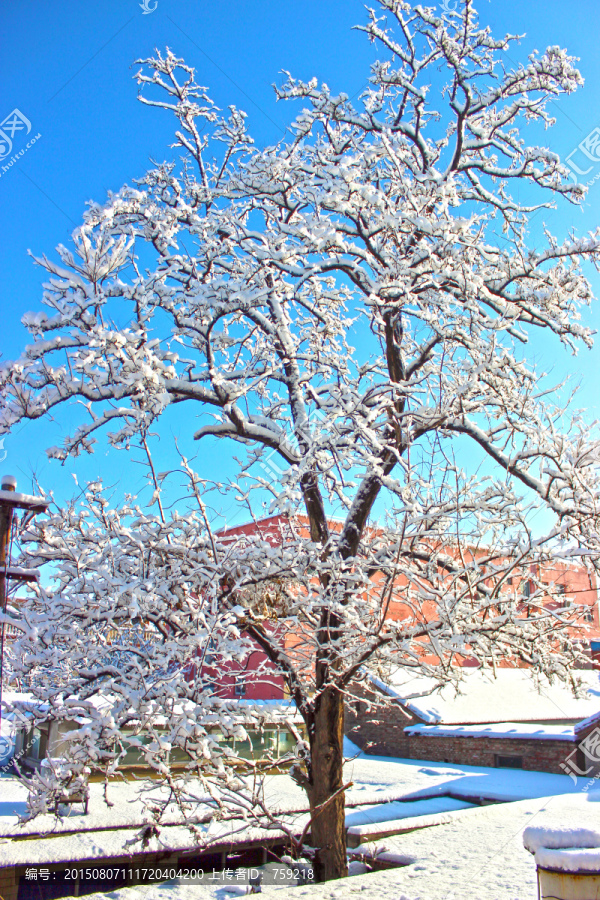 雪树