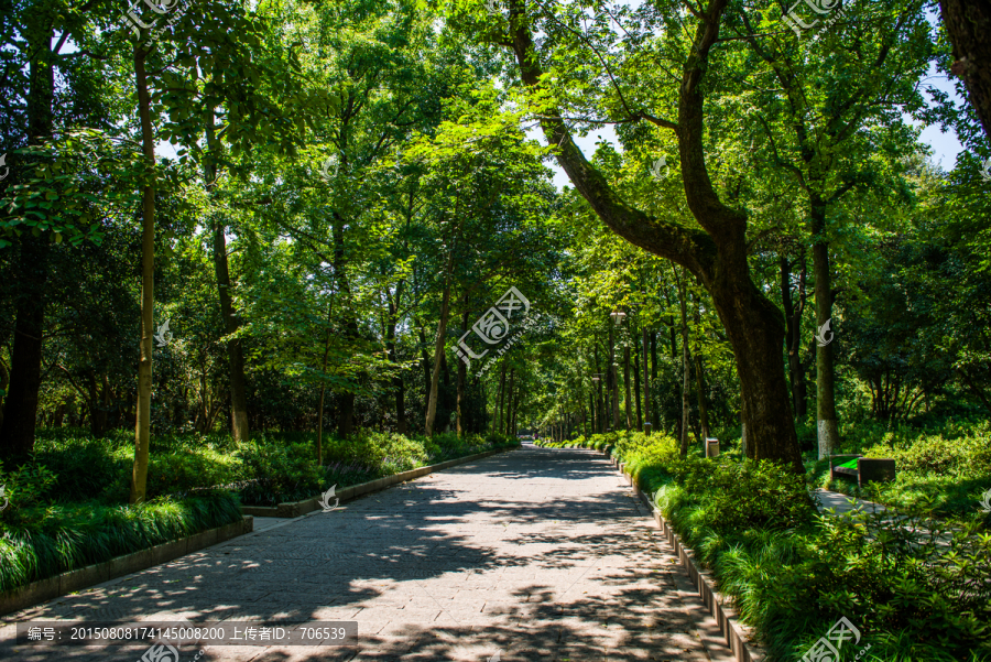 夏天林荫道