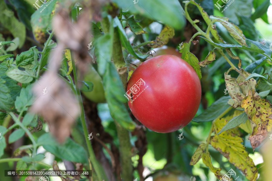 Tomato,西红柿,洋柿子