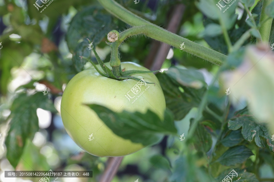 西红柿,番茄,Tomato