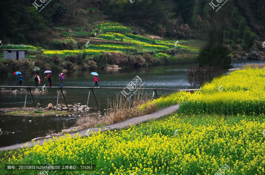 小桥流水油菜花