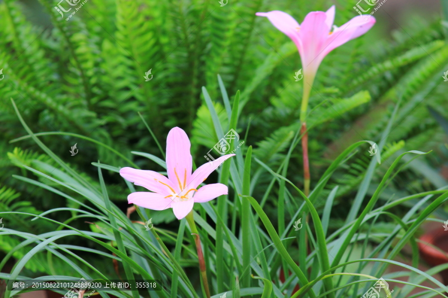 景观花卉