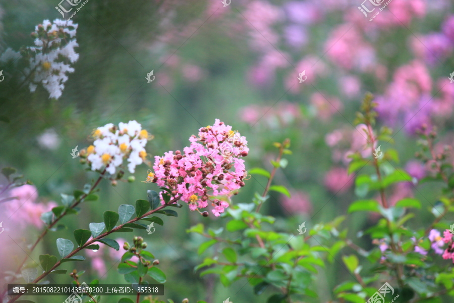 景观花卉