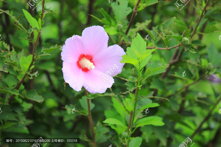 景观花卉