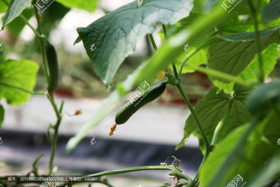 黄瓜,蔬菜,植物果实