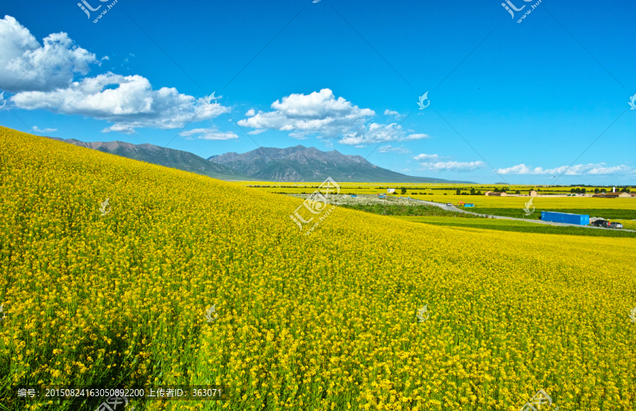 门源油菜花海