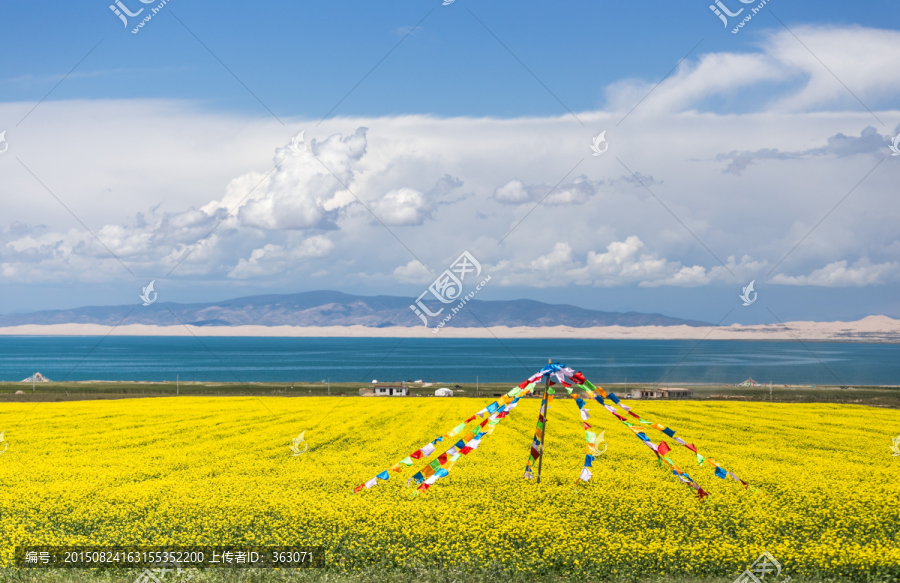 青海湖畔的油菜花海