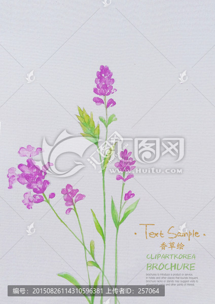 薰衣草