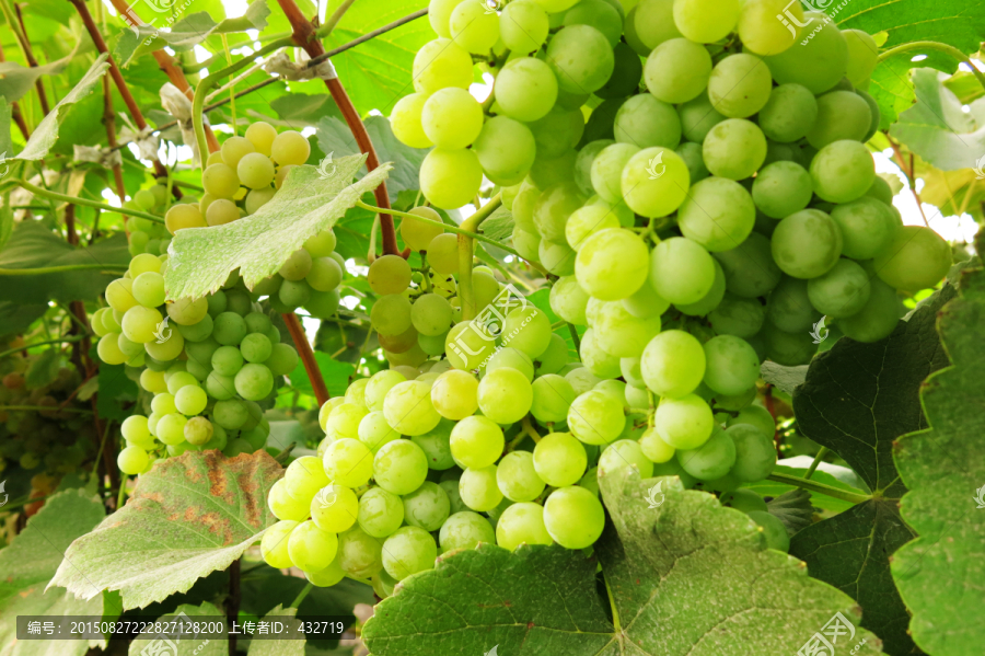 白葡萄种植