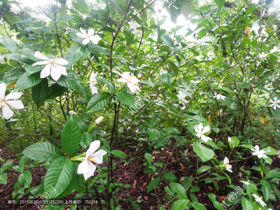 栀子花栀子树林