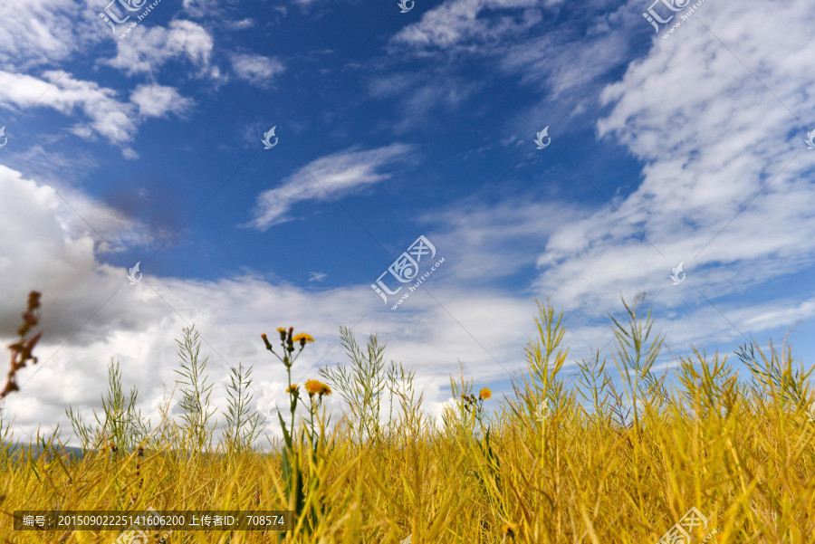 青海油菜花