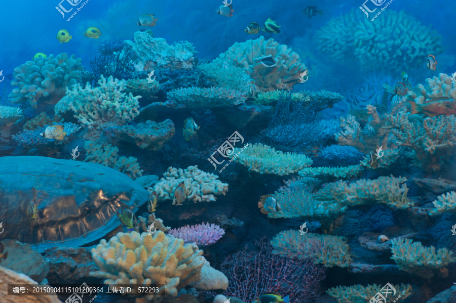 珊瑚生态,海底世界,海洋生物