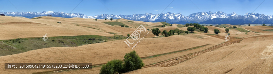 新疆旱田麦子,高清大画幅