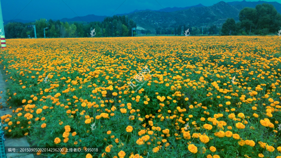 菊花园