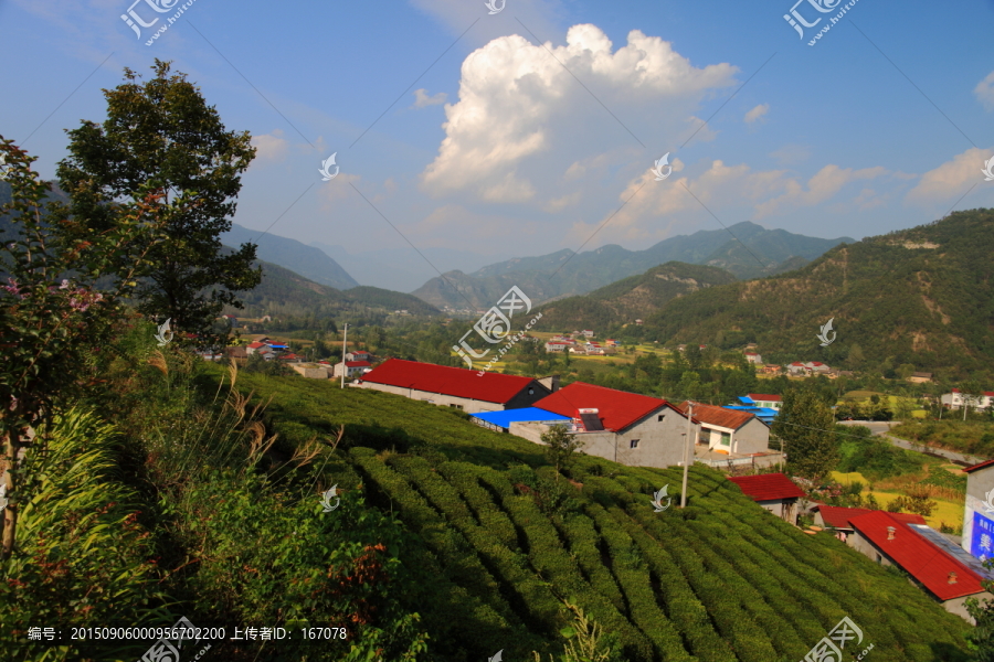 茶园,茶山