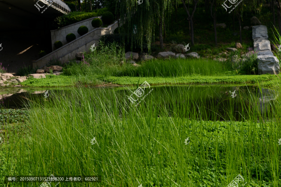 河道植物