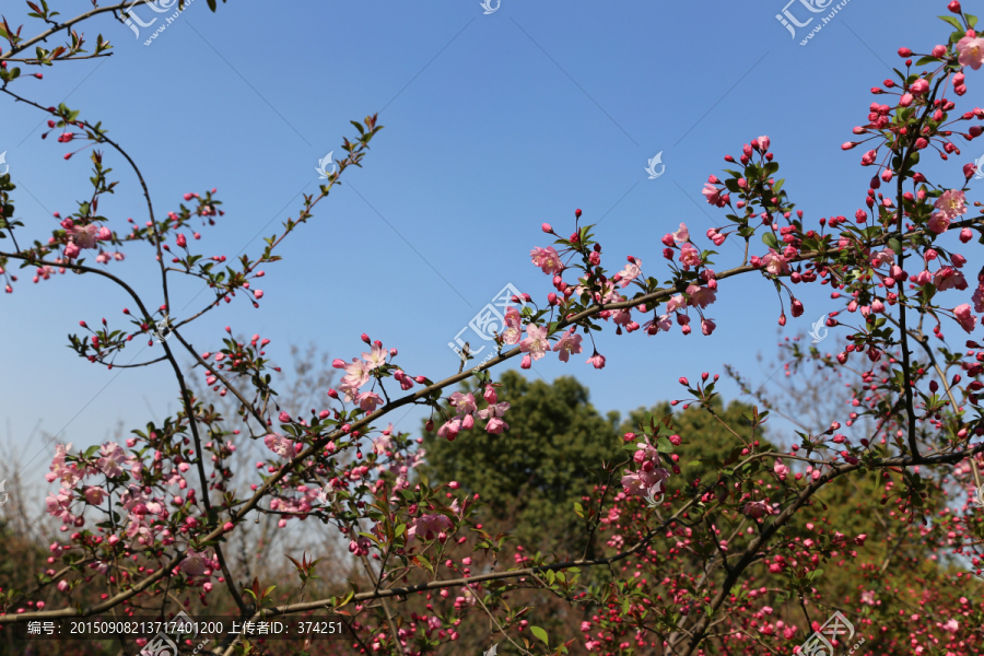 海棠花