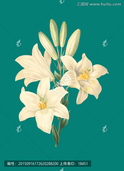百合,花
