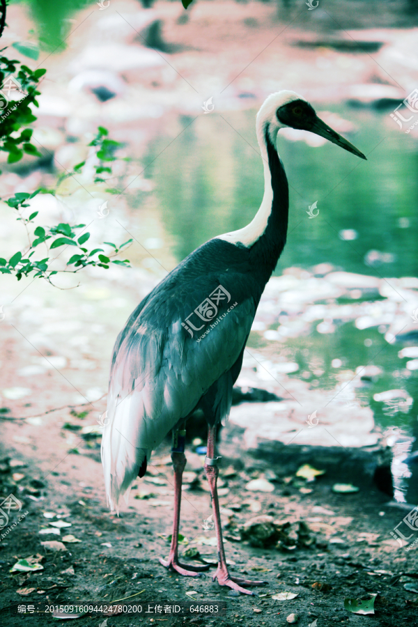 灰鶴,北京動物園,鶴